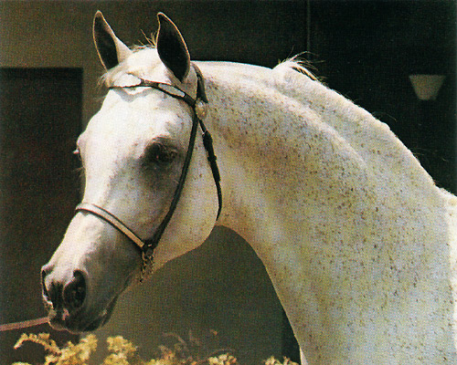 Ansata El Naseri ( Ansata Ibn Sudan x Ansata Bint Bukra )